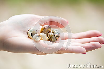 Empty snail shells in a human& x27;s hand Stock Photo