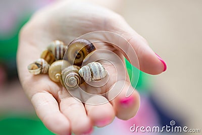 Empty snail shells in a human& x27;s hand Stock Photo