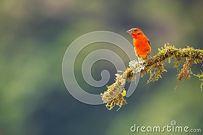 A flame coloured tanager perched on a branch Stock Photo