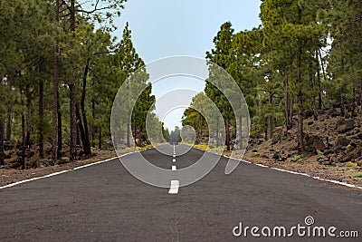 Empty straight road through forest landscape Stock Photo