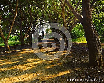 Empty Tree Avenue in the town of Zichron Yaacov Stock Photo