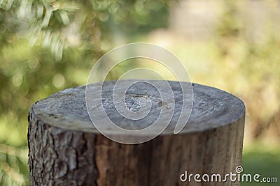 Empty tree stump blurry green background Stock Photo