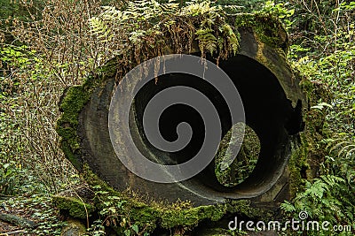 Empty Tree Trunk in the Woods Stock Photo