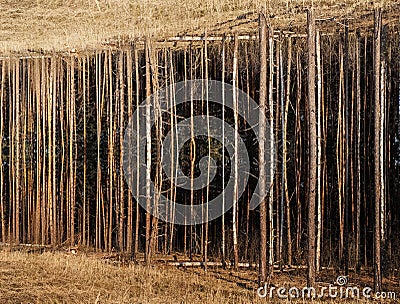 Empty tree trunks grow from the ground into the ground. Futuristic image Stock Photo