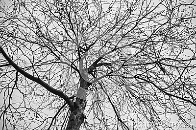 Empty Tree At Winter Stock Photo
