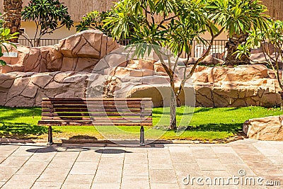 Empty tropic park paved alley way sunny bright colorful weather day time with wooden bench near decor tree and green grass meadow Stock Photo