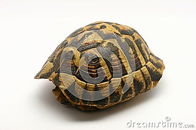Empty turtle shell Stock Photo