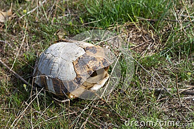 Empty turtle shell Stock Photo