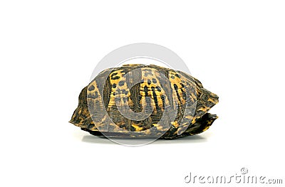 Empty turtle shell on white Stock Photo