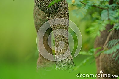 empty weaver bird nest, Wildlife - Weaver Birds Nest in Nature Outdoor, Skylark Nests, weaver bird Nest made of hay ,Skylark nests Stock Photo