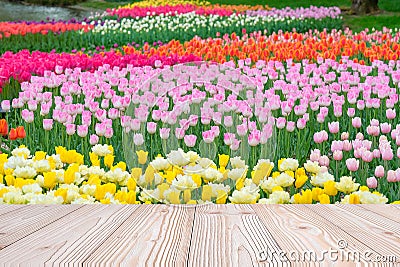 Empty wood table with colorful Tulip flower background in spring season, Mock up for your product display or montage Stock Photo