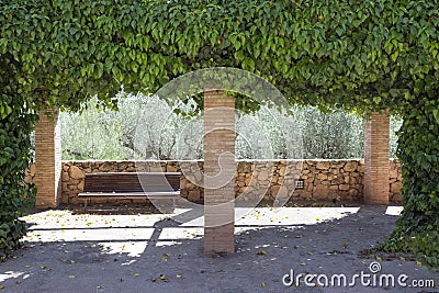 Empty wooden bench, park style behind ivy arch Hedera helix, Magnoliophyta, Magnoliopsida Stock Photo