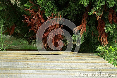 Empty wooden deck table with foliage bokeh background. Ready for Stock Photo