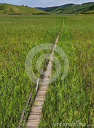 Empty wooden pathway in reed field at Sic, Romania Stock Photo