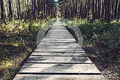 Empty wooden pathway in the woods Stock Photo