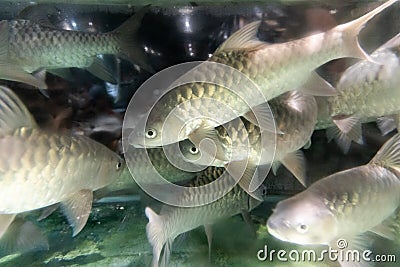 Empurau fish, exotic and expensive freshwater fish in restaurant aquarium Stock Photo