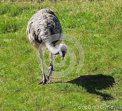 Emu Stock Photo