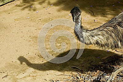 Emu Stock Photo