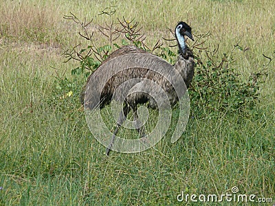 Emu in australien Stock Photo