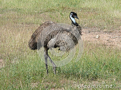 Emu in the australien steppe Stock Photo