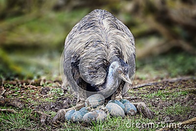 Emu bird with her eggs Stock Photo