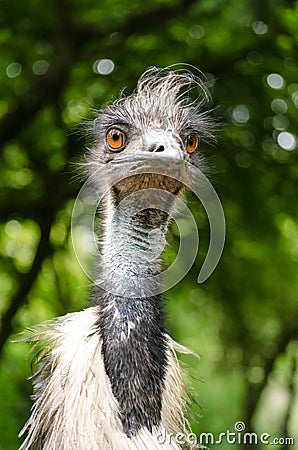 Emu Close Up Portrait Bird Vertical Stock Photo