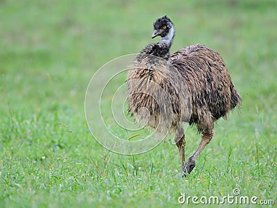 Emu Stock Photo