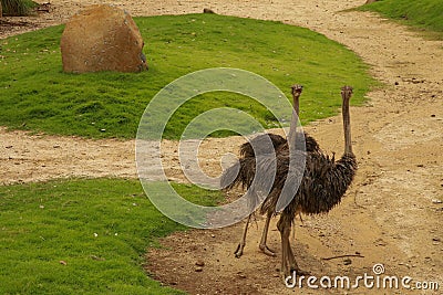 Emu Dromaius novaehollandiae adult at a farm on Kangaroo Island, South Australia Stock Photo