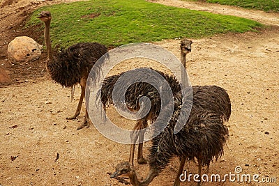 Emu Dromaius novaehollandiae adult at a farm on Kangaroo Island, South Australia Stock Photo