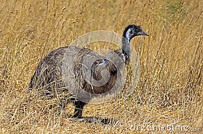 Emu, dromaius novaehollandiae, Adult standing in Dry Grass, Australia Stock Photo