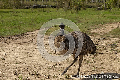 The Emu Dromaius novaehollandiae, Australian largest native bird,relative of ostrich. Stock Photo