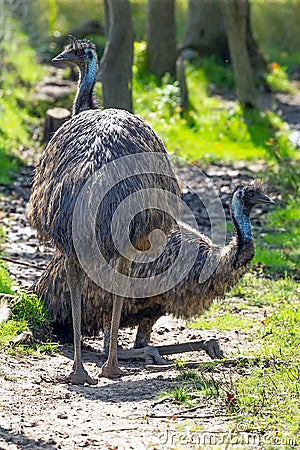 The Emu Dromaius novaehollandiae, Australian largest native bird,relative of ostrich. Stock Photo