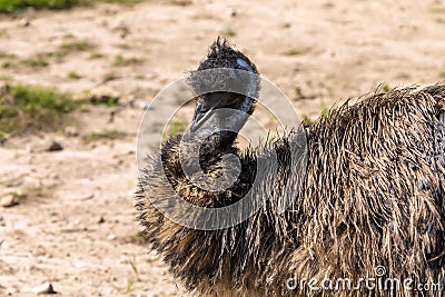 The Emu Dromaius novaehollandiae, Australian largest native bird,relative of ostrich. Stock Photo