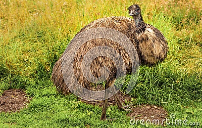 Portrait Emu Dromaius novaehollandiae Stock Photo