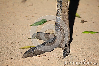 Emu foot close-up Stock Photo