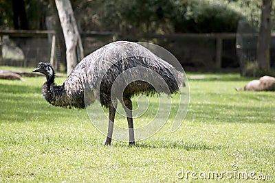 The emu has brown eyes a black beak and black neck feathers and long feathers draping its body brown and black Stock Photo
