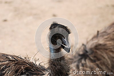 Emu With His Wings Extended Out Stock Photo