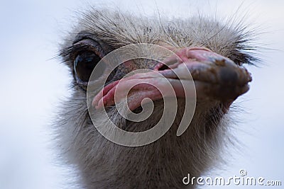 Emu living in captivity. Ostrich close up. Australian bird Stock Photo