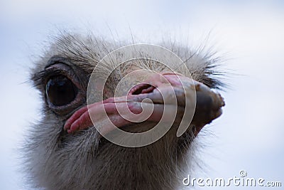 Emu living in captivity. Ostrich close up. Australian bird Stock Photo