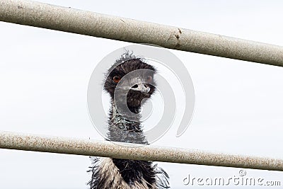 Emu Looking Through Fence Stock Photo