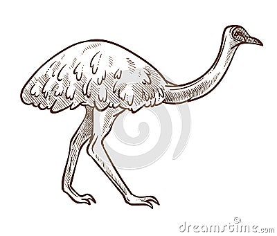 Emu ostrich isolated sketch, Australian flightless bird Vector Illustration