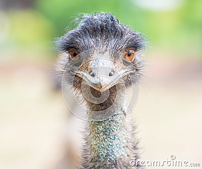 Emu or Ostrich looking straight with two orange eyes Stock Photo
