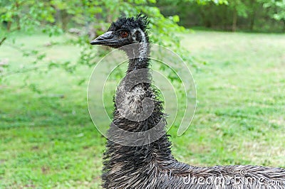 Emu Portrait in the Park. Dromaius novaehollandiae Stock Photo