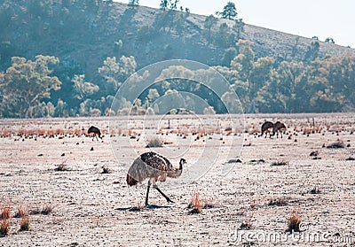 Emu is the second largest bird. Stock Photo