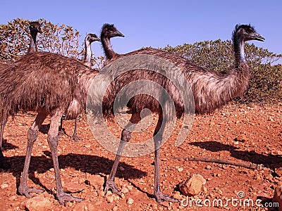 Emus, australia Stock Photo