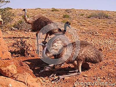 Emus, australia Stock Photo