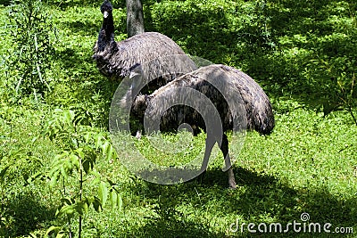 Emus 824487 Stock Photo