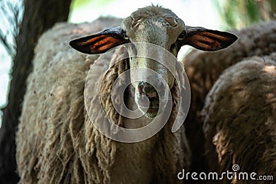 En face Portrait of a greek sheep. Strange looking adult sheep with dirty wool staring at the camera Stock Photo