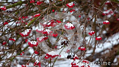 En hiver, pendant les chutes de neige, une branche d'un viburnum avec les baies rouges hésite des rafales de vent, le fond est br banque de vidéos En hiver, pendant les chutes de neige, une branche d'un viburnum avec les baies rouges hésite des rafales de vent, le fond est br banque de vidéos