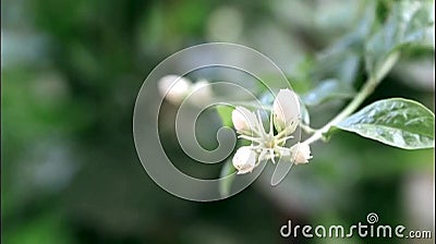 En nära bild av jasmine-taxonomiskt namn jasminum jaesmɪ navyassminemm-vin med blommor arkivfilmer En nära bild av jasmine-taxonomiskt namn jasminum jaesmɪ navyassminemm-vin med blommor arkivfilmer
